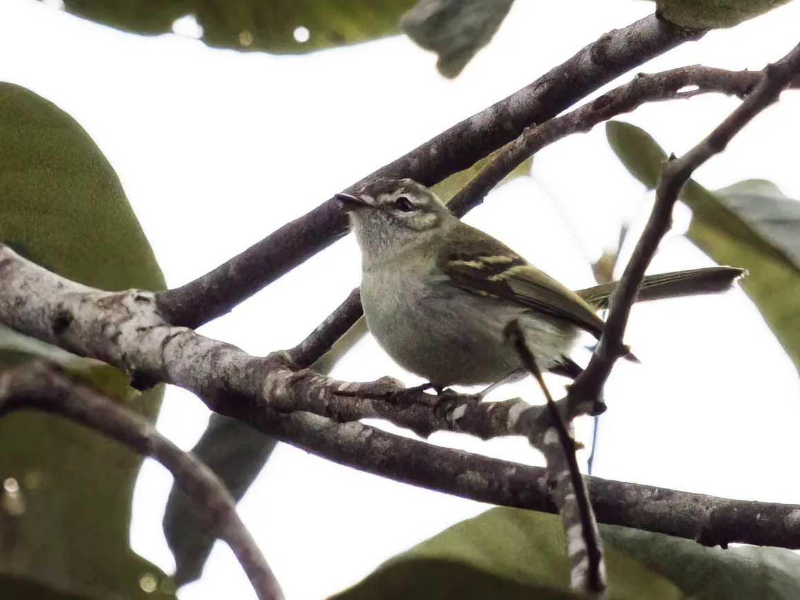 File:Phylloscartes ceciliae - Alagoas Tyrannulet (cropped).jpg