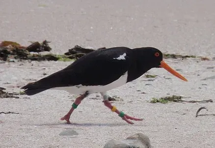 File:Chatham oystercatcher (Haematopus chathamensis).jpg