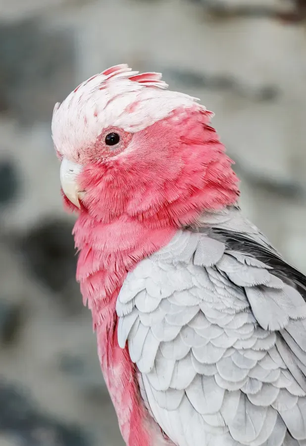 File:Eolophus roseicapilla - Vogelburg Weilrod 01.jpg
