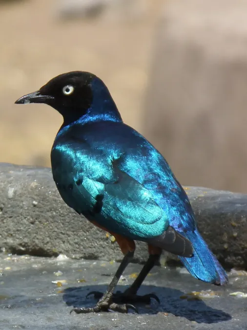 File:Superb Starling Lamprotornis superbus 2966 cropped Nevit.jpg