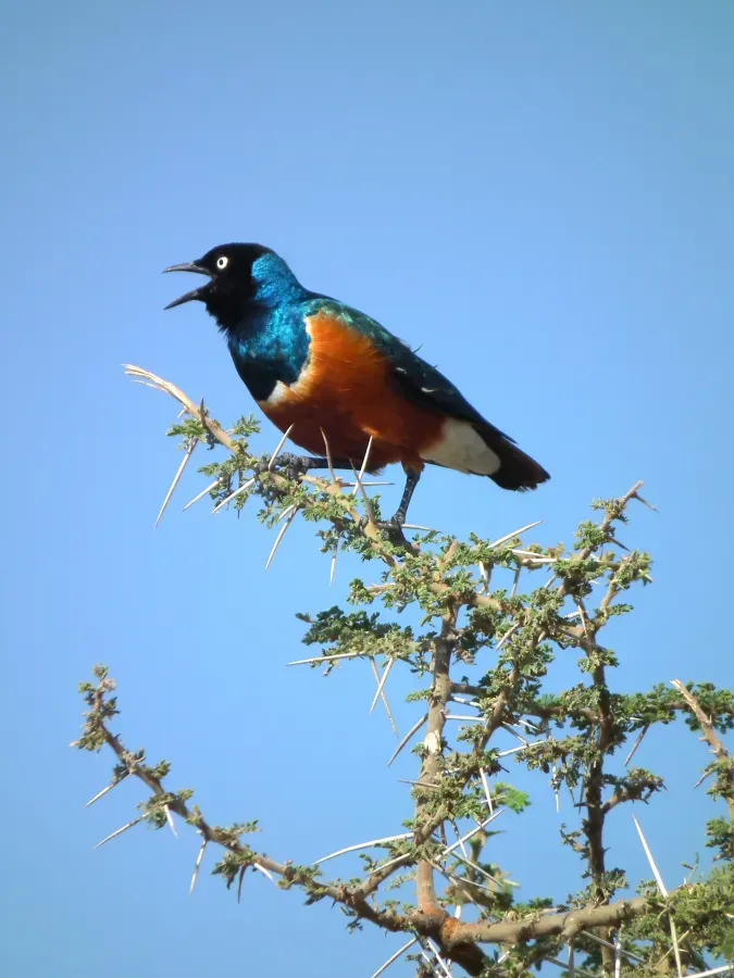 File:Superb Starling Lamprotornis superbus 3541 Nevit.jpg