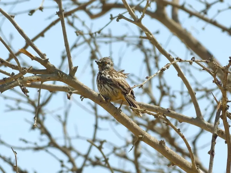 File:Phytotoma raimondii, female, at Talara, Piura, Peru 1.jpg