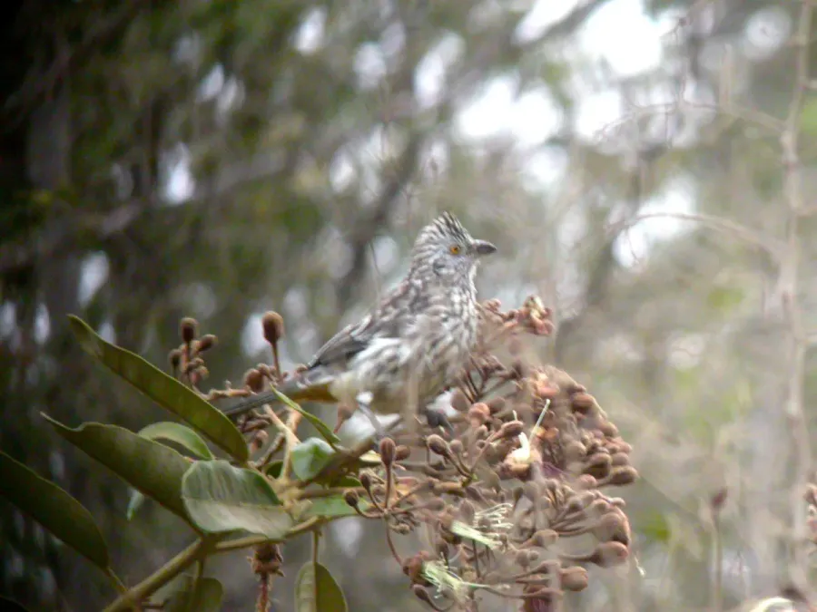 File:Phytotoma raimondii, female, at Ferreñafe, Lambayeque, Peru 1.jpg