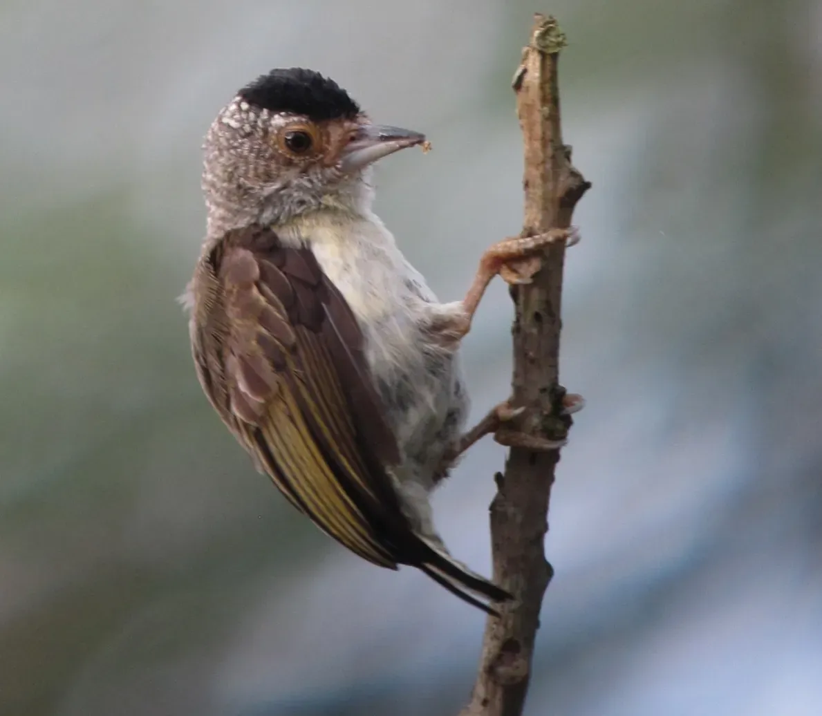 File:Picumnus castelnau Plain-breasted Piculet (female) (17924610744) (cropped).jpg