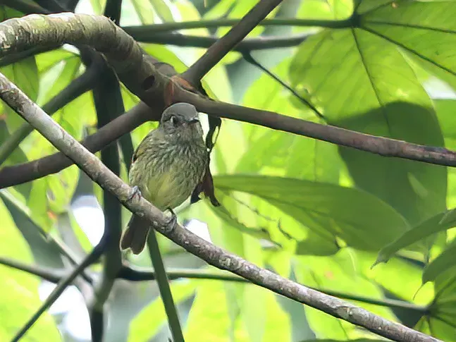 File:Mionectes galbinus fasciaticollis - Olive-striped Flycatcher; Madre de Dios, Peru (cropped).jpg