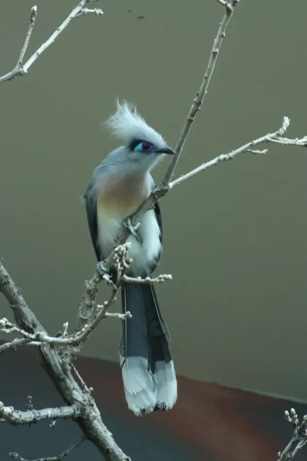 File:Coua cristata -Toledo Zoo, Ohio, USA-8a (1).jpg