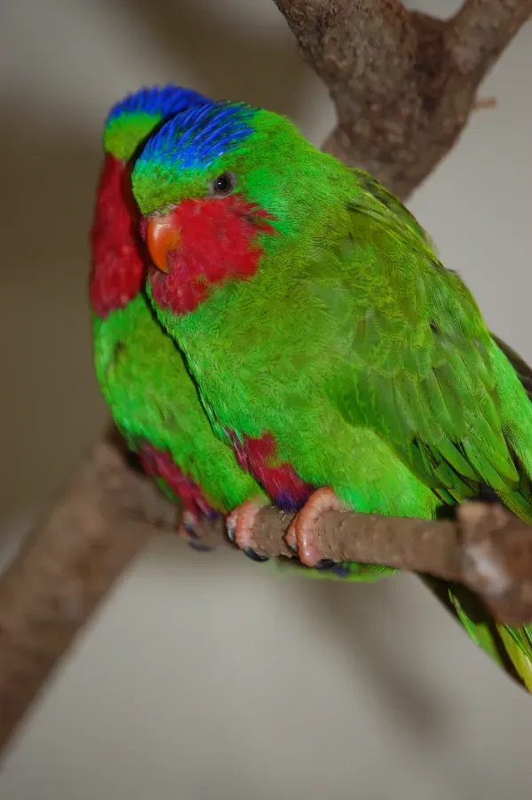 File:Vini australis -London Zoo, England -two-8a.jpg