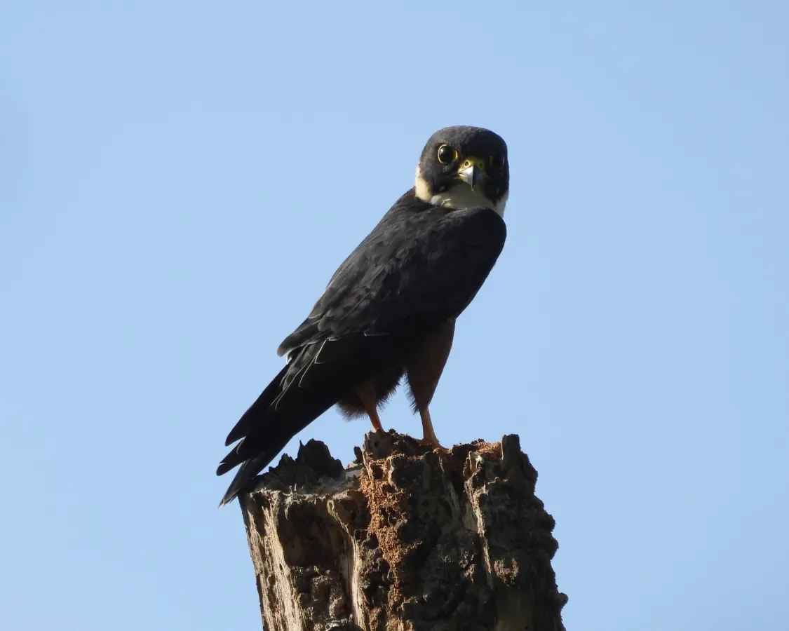 File:Falco rufigularis - 2019.jpg