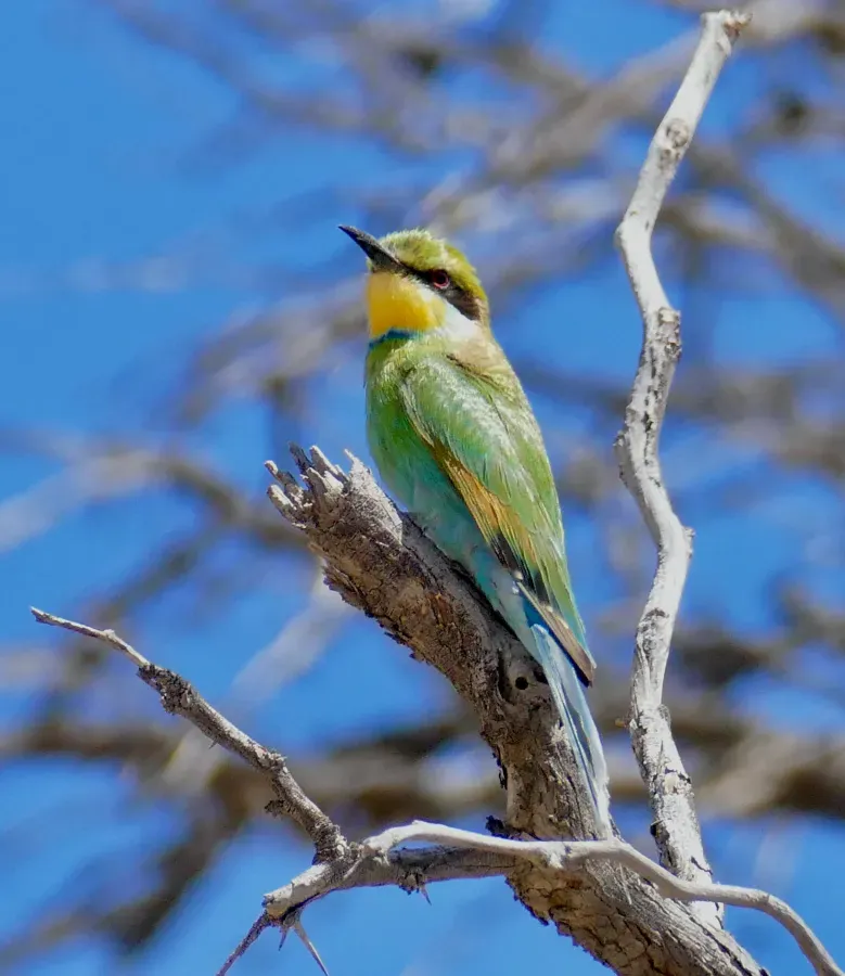 File:Swallow-tailed Bee-Eater (Merops hirundineus) (51652525353).jpg