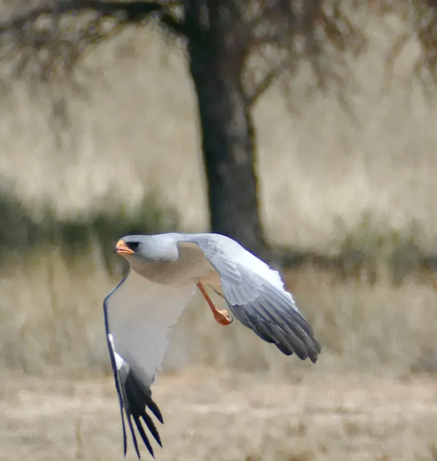 File:Pale Chanting-Goshawk (Melierax canorus) taking off ... (51653913526).jpg