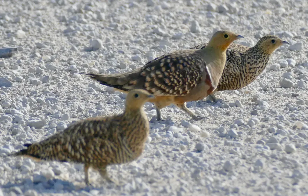 File:Namaqua Sandgrouses (Pterocles namaqua) on the gravel road ... (51665976349).jpg