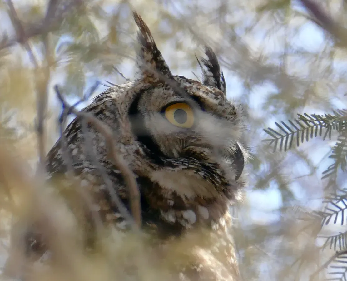 File:Spotted Eagle-Owl (Bubo africanus) (51652237451).jpg