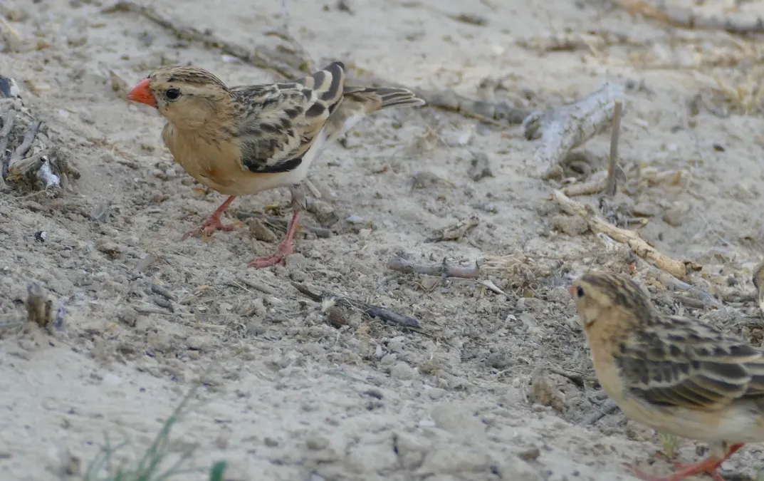 File:Shaft-tailed Whydahs (Vidua regia) females ... (32149297597).jpg