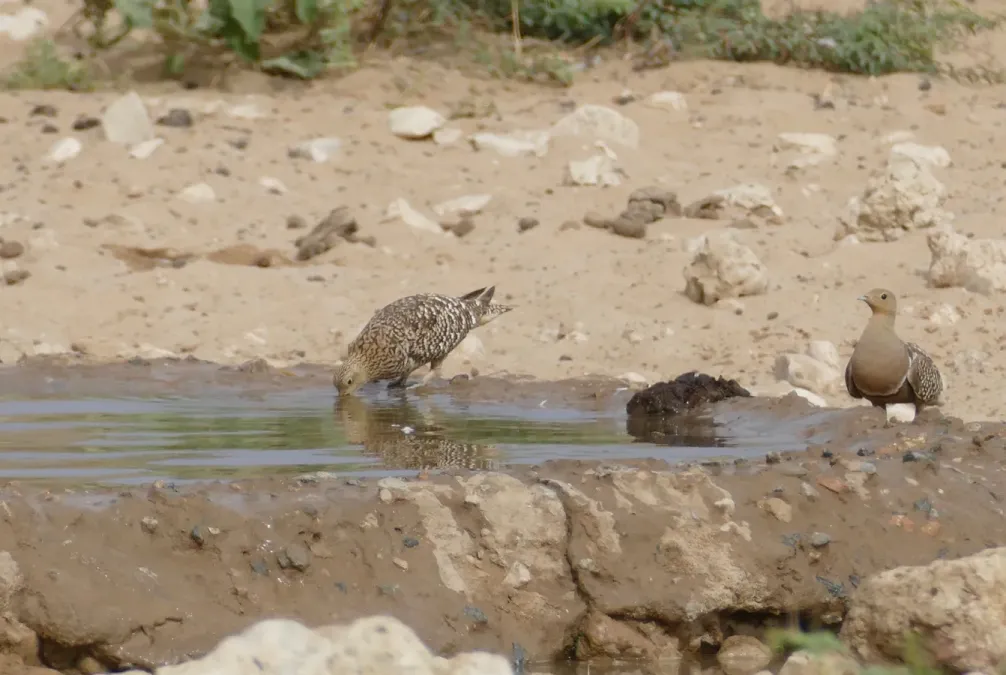 File:Namaqua Sandgrouses (Pterocles namaqua) couple with female drinking ... (47090294251).jpg