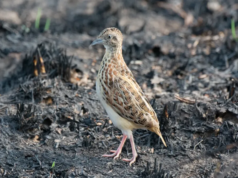 File:Turnix sylvaticus 64607517.jpg