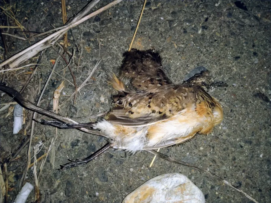 File:Turnix suscitator 85992540.jpg