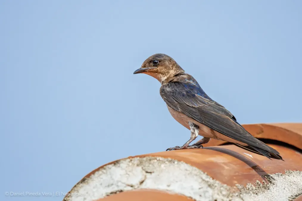 File:Progne chalybea - 2021.jpg