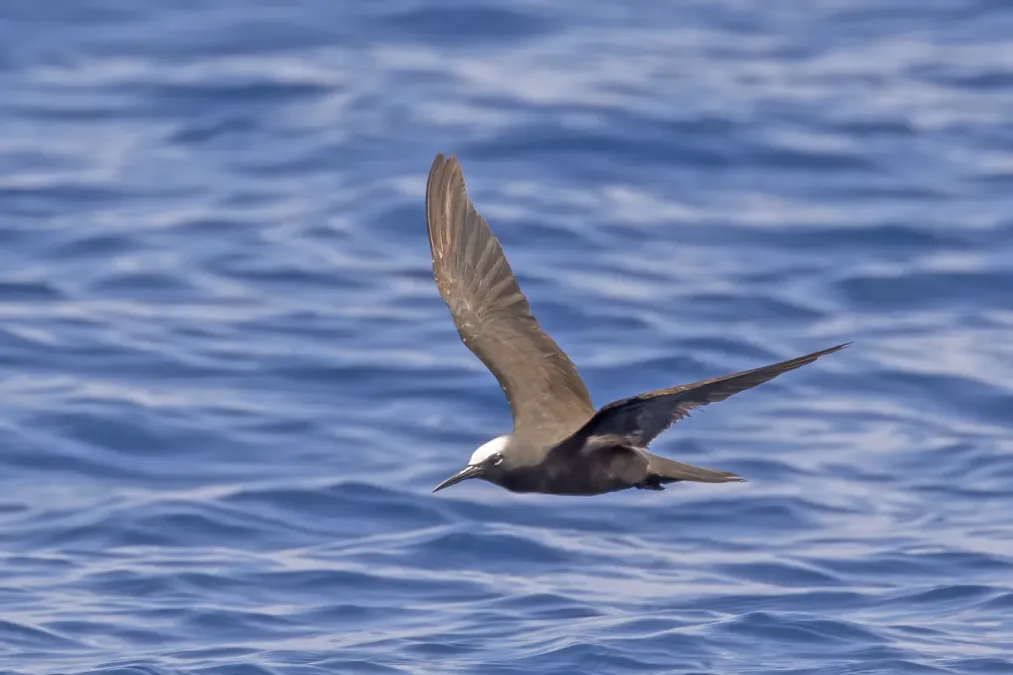 File:Brown noddy (Anous stolidus stolidus) in flight.jpg