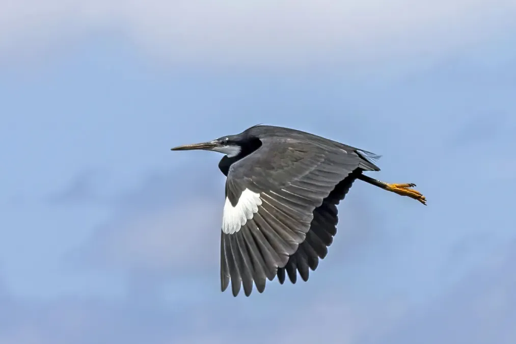 File:Western reef heron (Egretta gularis gularis) dark morph in flight white carpal area.jpg