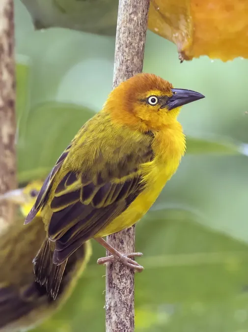 File:Príncipe golden weaver (Ploceus princeps) male.jpg