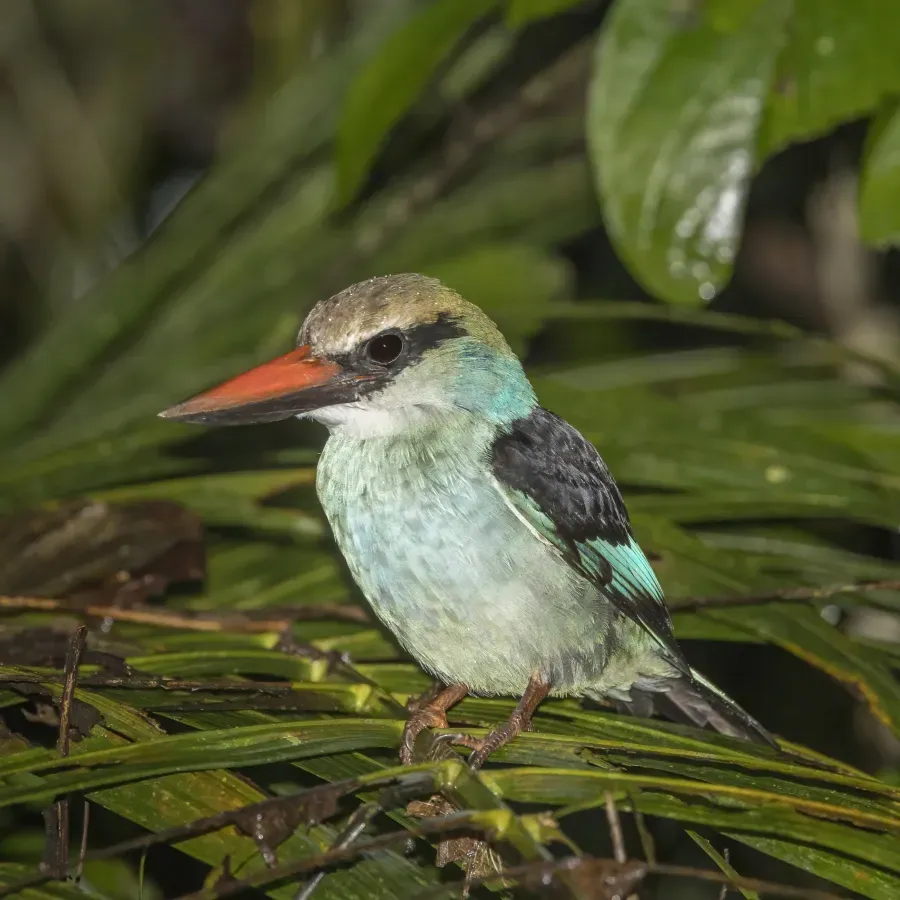 File:Blue-breasted kingfisher (Halcyon malimbica dryas).jpg
