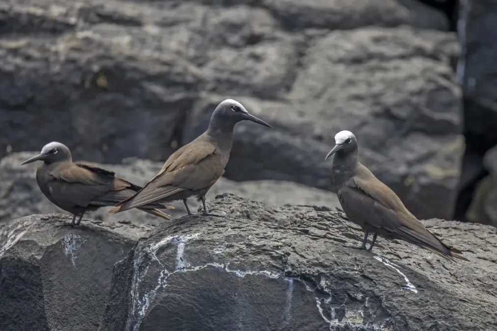 File:Brown noddies (Anous stolidus stolidus).jpg