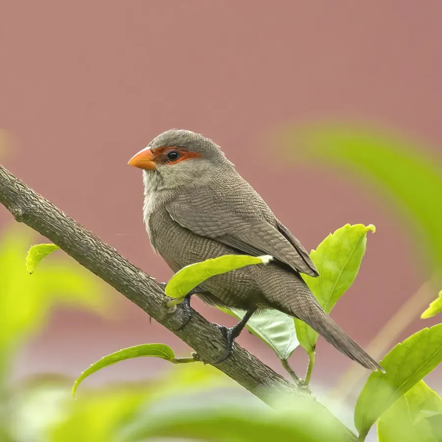 File:Common waxbill (Estrilda astrild jagoensis).jpg