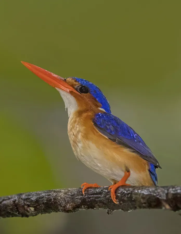 File:Príncipe malachite kingfisher (Corythornis cristatus nais).jpg