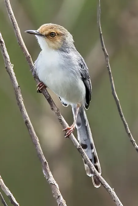 File:São Tomé prinia (Prinia molleri).jpg