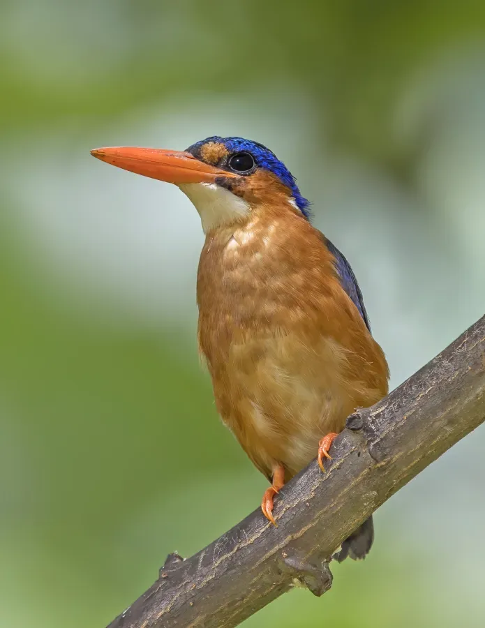File:São Tomé malachite kingfisher (Corythornis cristatus thomensis).jpg