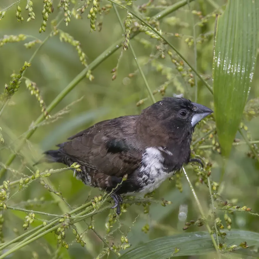 File:Bronze mannikin (Spermestes cucullata cucullata) 2.jpg