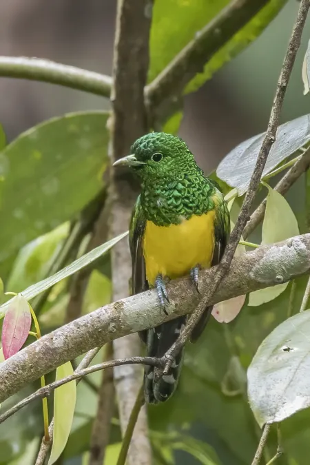 File:Emerald cuckoo (Chrysococcyx cupreus insularum) male Sao Tome.jpg
