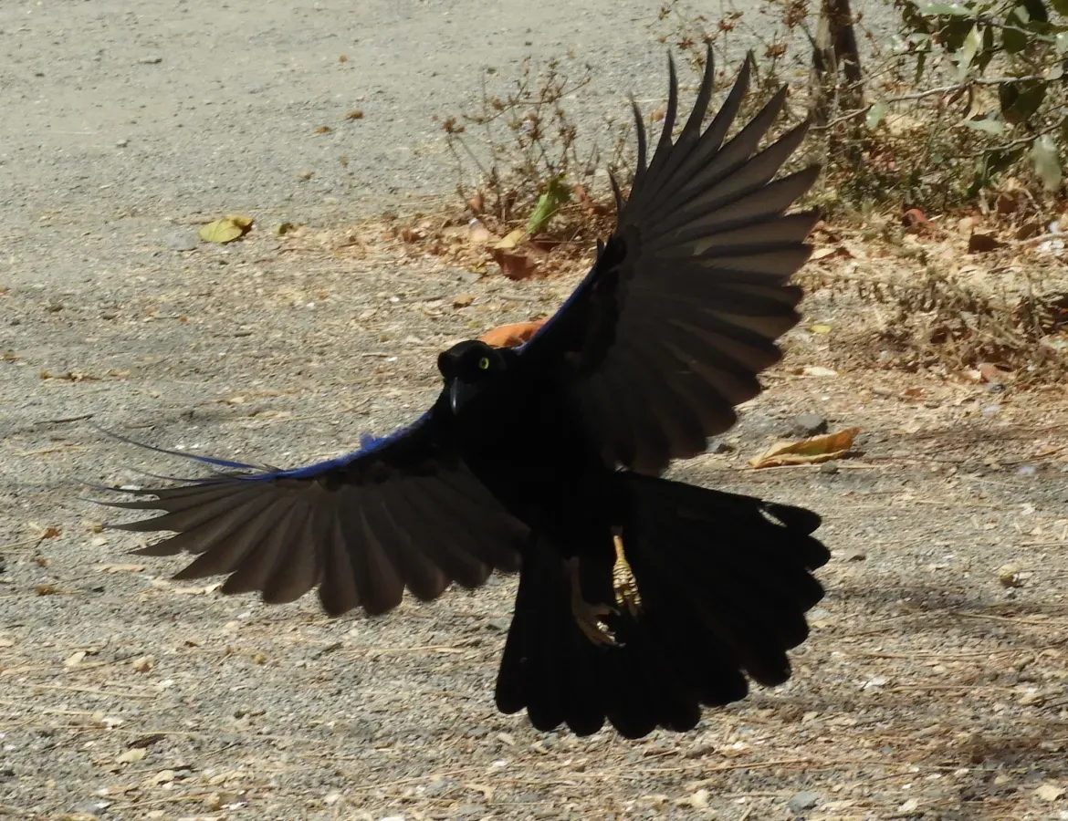 File:Cyanocorax beecheii in flight.jpg