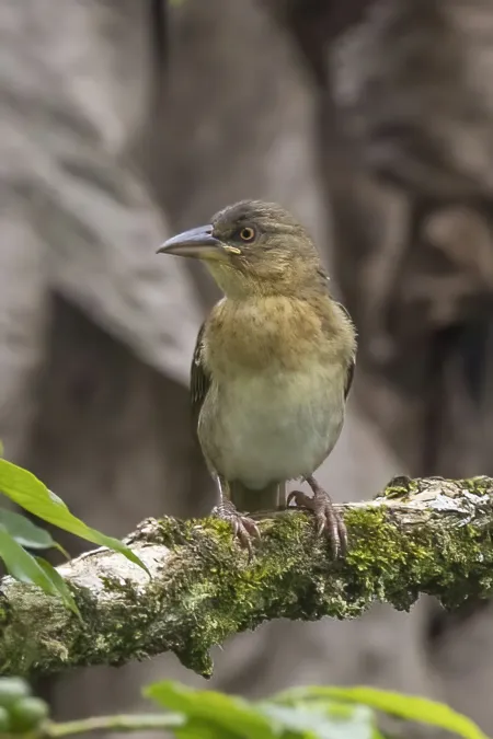 File:Giant weaver (Ploceus grandis) female.jpg
