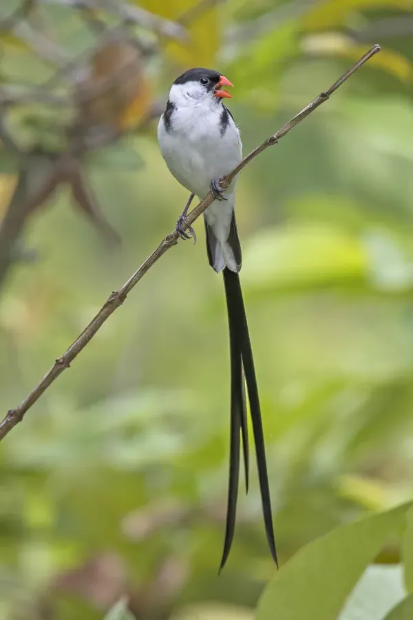 File:Pin-tailed whydah (Vidua macroura) male Sao Tome.jpg