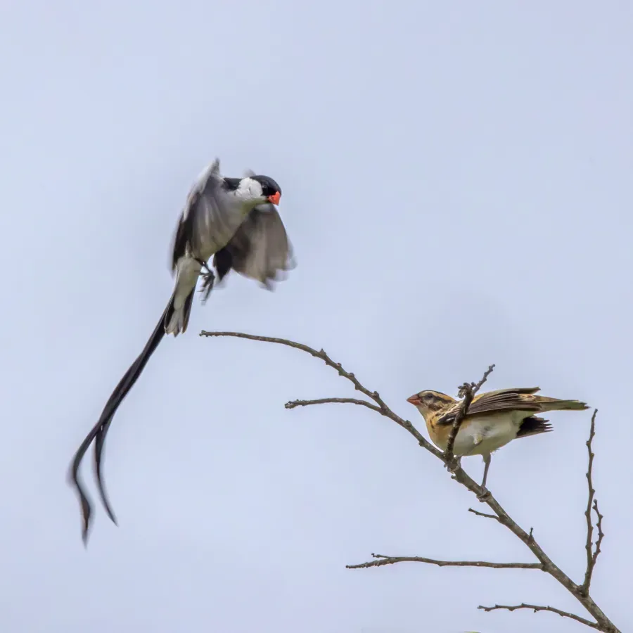 File:Pin-tailed whydah (Vidua macroura) male and female.jpg
