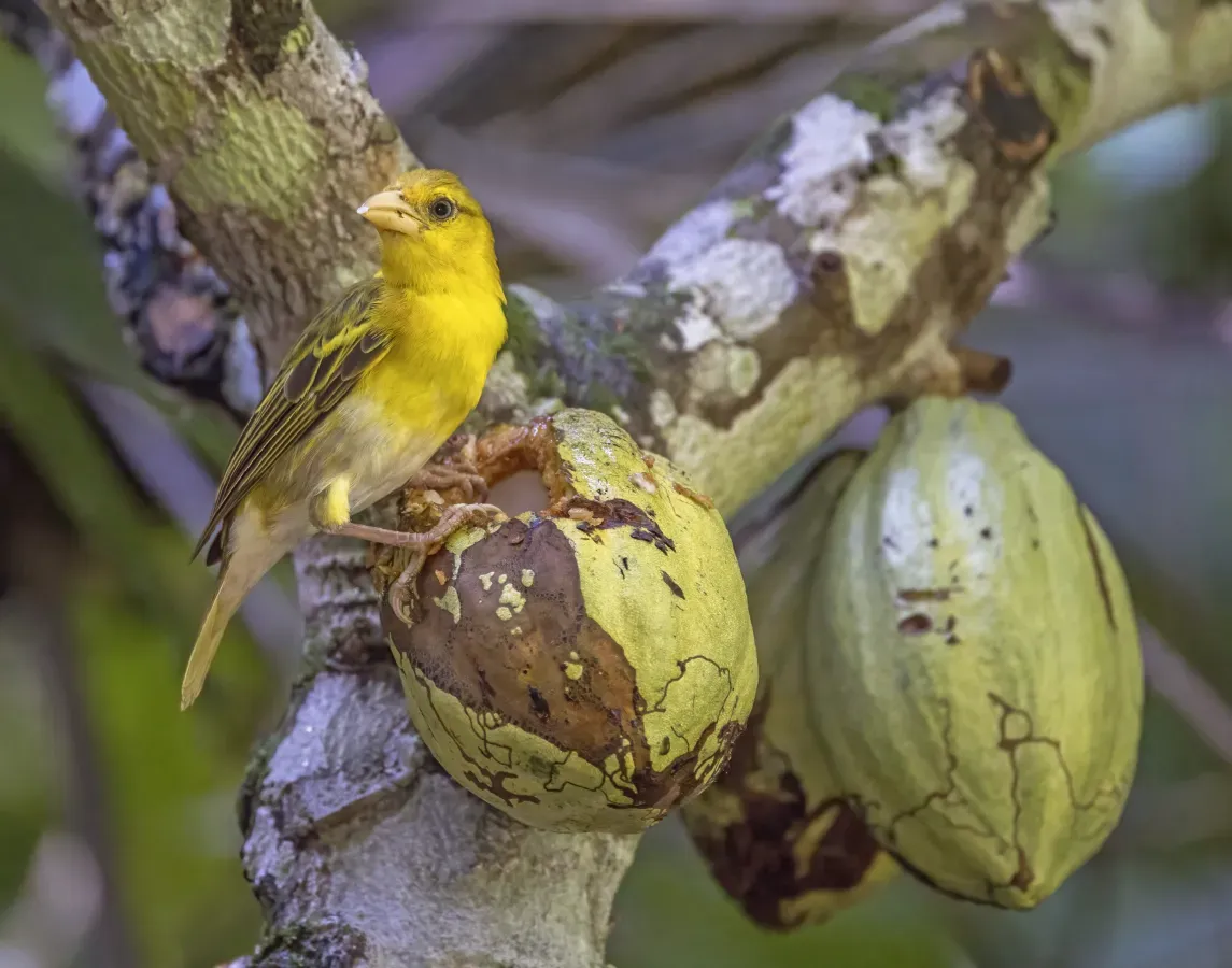 File:Príncipe golden weaver (Ploceus princeps) female 2.jpg