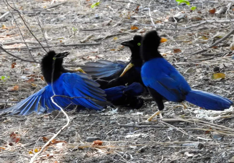 File:Three Cyanocorax beecheii 01.jpg