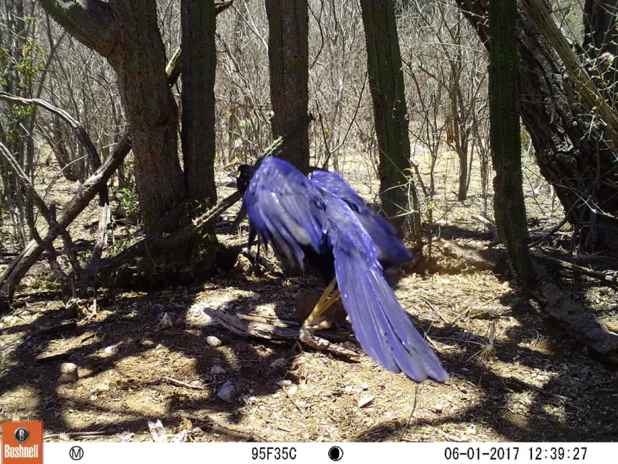 File:Cyanocorax beecheii in Alamos.jpg