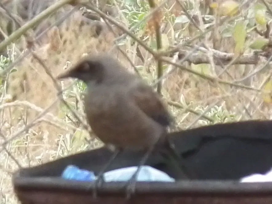 File:Ashy starling Lamprotornis unicolor in Tanzania 0327 cropped Nevit.jpg