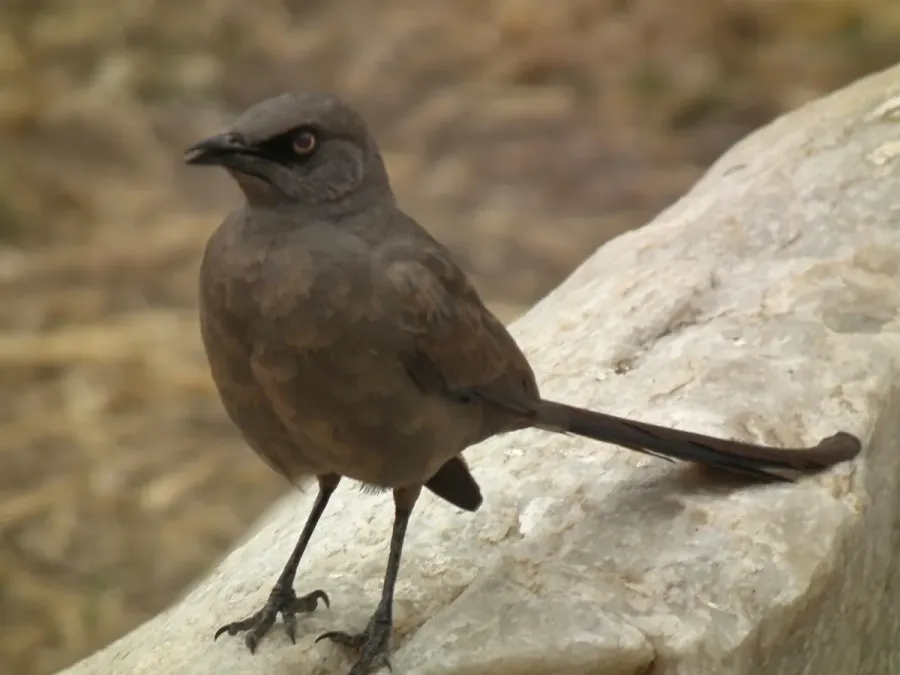 File:Ashy starling Lamprotornis unicolor in Tanzania 0373 Nevit.jpg