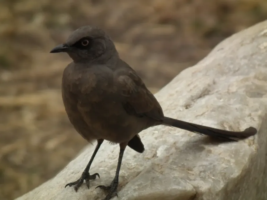 File:Ashy starling Lamprotornis unicolor in Tanzania 0374 Nevit.jpg