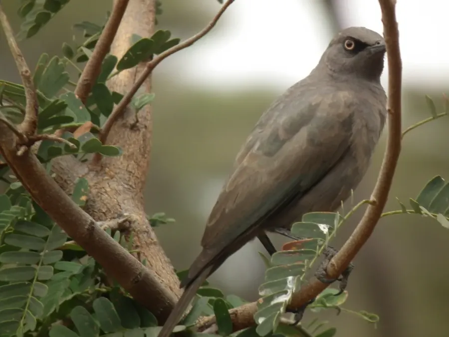 File:Ashy starling Lamprotornis unicolor in Tanzania 0377 Nevit.jpg