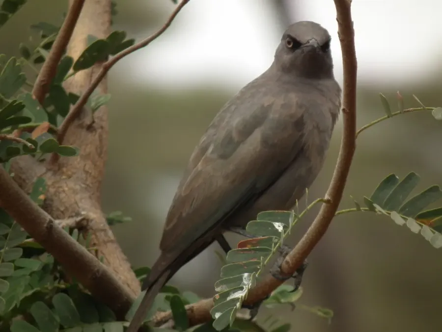File:Ashy starling Lamprotornis unicolor in Tanzania 0378 Nevit.jpg