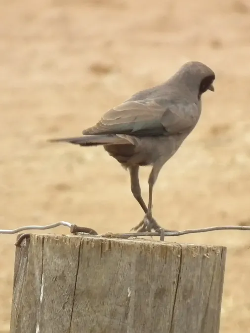 File:Ashy starling Lamprotornis unicolor in Tanzania 0751 cropped Nevit.jpg