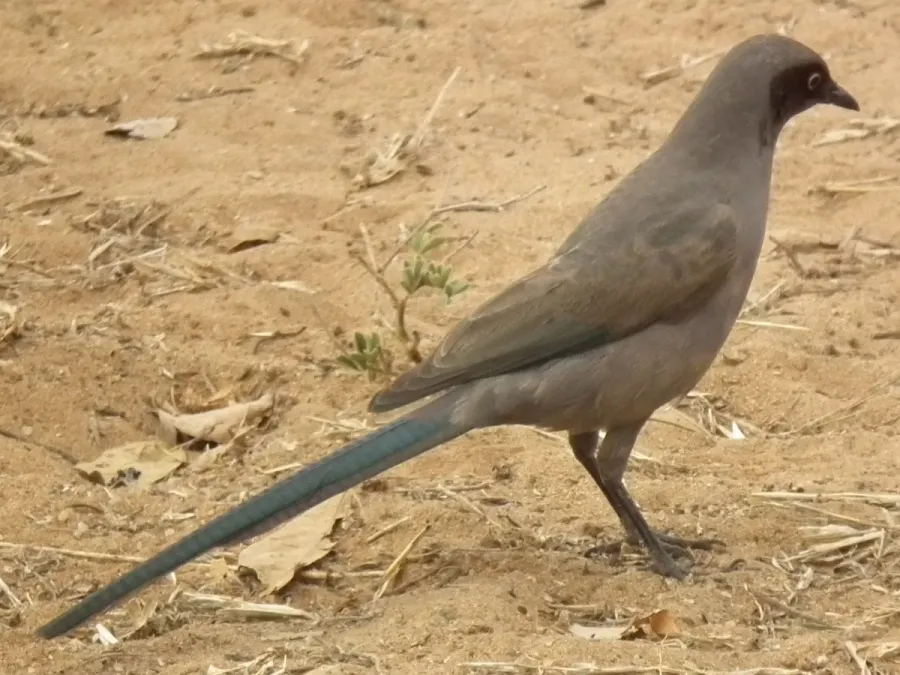 File:Ashy starling Lamprotornis unicolor in Tanzania 0752 cropped Nevit.jpg