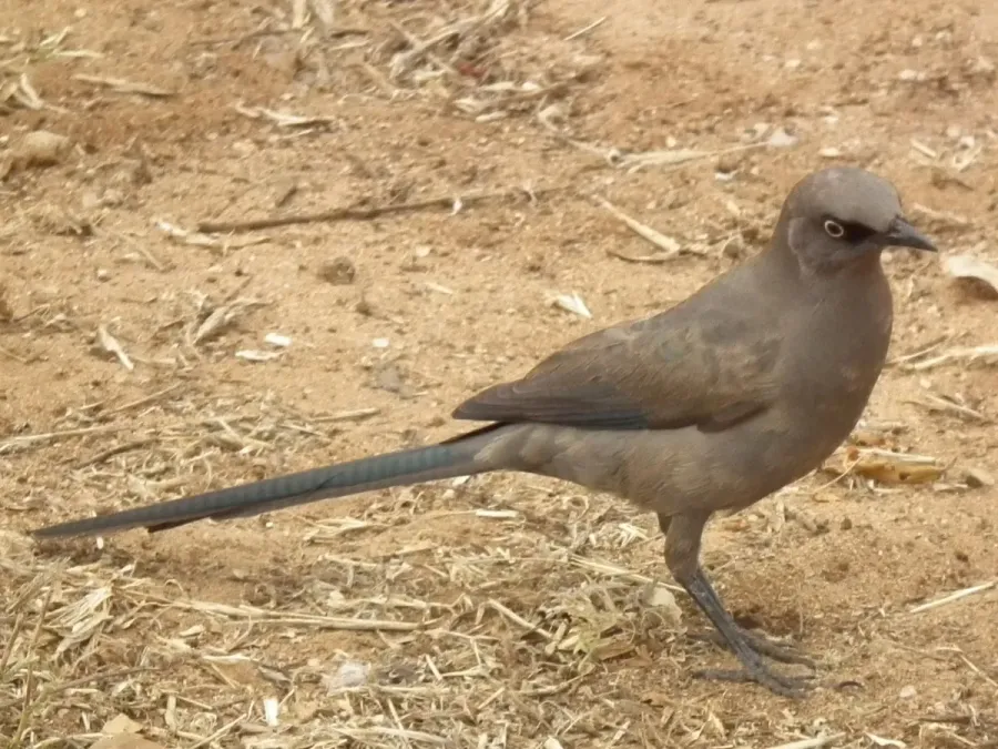 File:Ashy starling Lamprotornis unicolor in Tanzania 0754 cropped Nevit.jpg