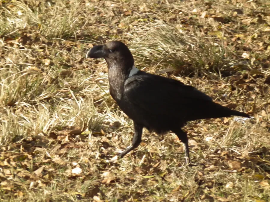 File:White-necked Raven Corvus albicollis Tanzania 3930 Nevit.jpg