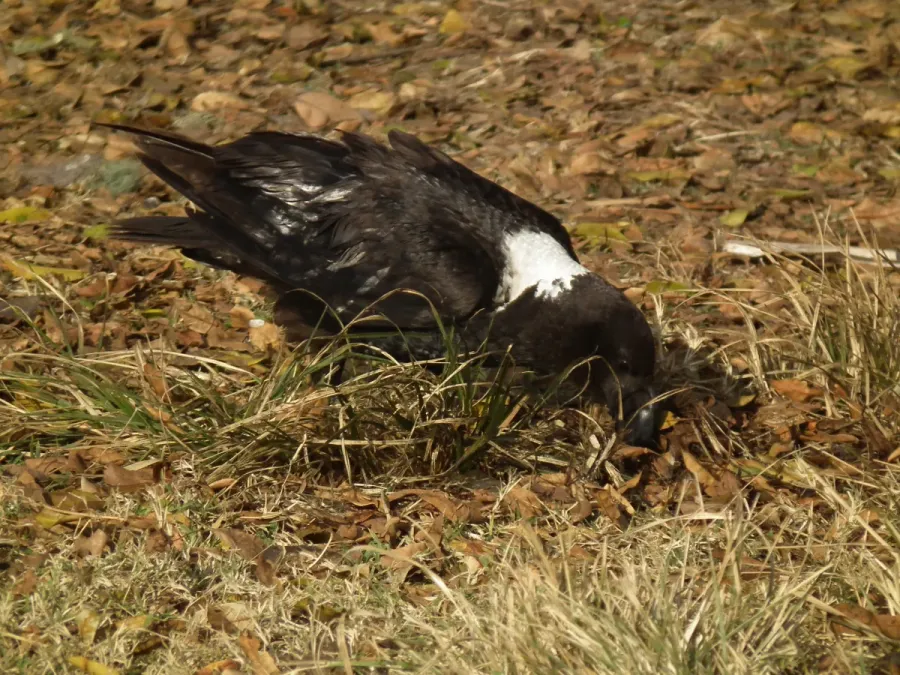 File:White-necked Raven Corvus albicollis Tanzania 3940 Nevit.jpg