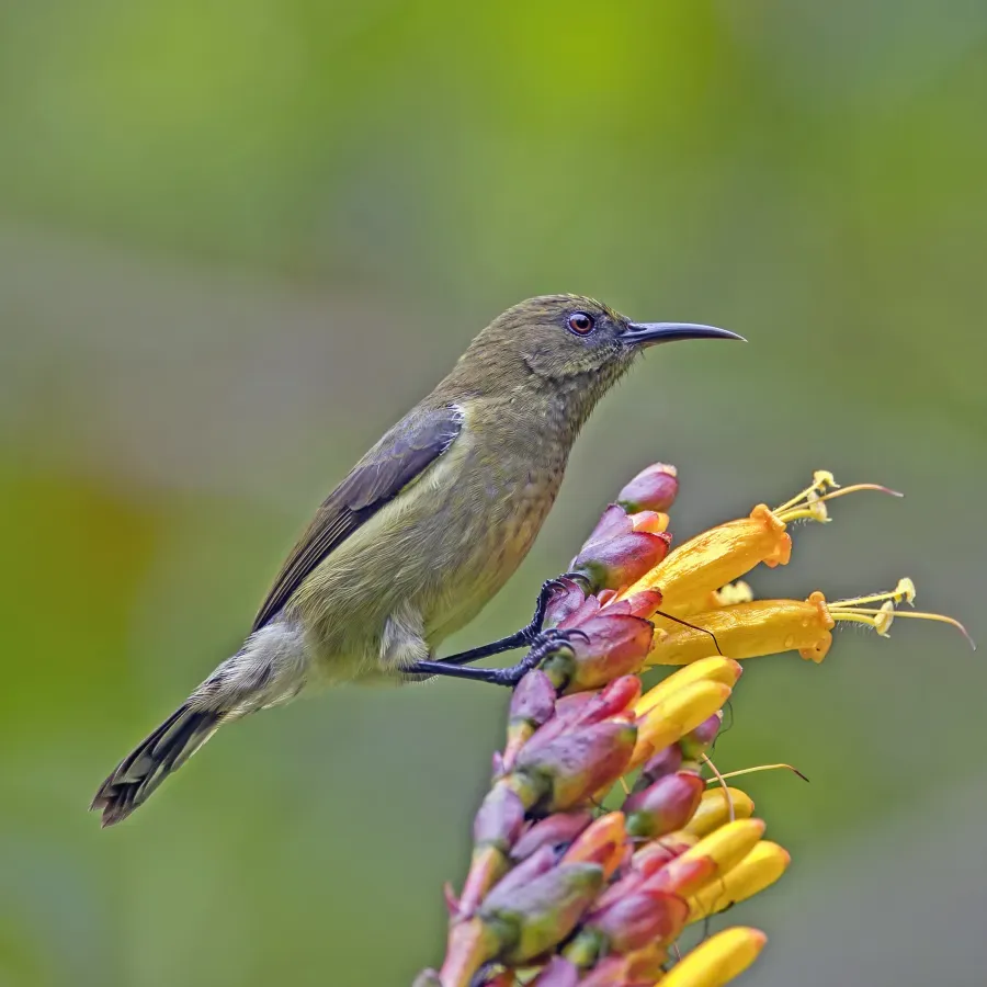 File:Príncipe sunbird (Anabathmis hartlaubii) female 2.jpg